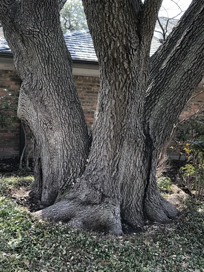 Mature heritage tree close to a Little Chute property cared for by certified arborists